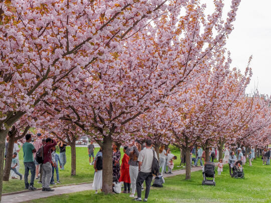 PW_470_004_fot. Piotr Wojnarowski.jpg-kwitnące wiśnie, aleja, kwiaty, instagram, al. Armii Krajowej