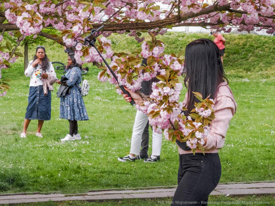 PW_470_005_fot. Piotr Wojnarowski.jpg-kwitnące wiśnie, aleja, kwiaty, instagram, al. Armii Krajowej
