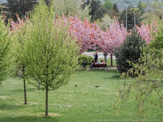 PW_470_006_fot. Piotr Wojnarowski.jpg-kwitnące wiśnie, aleja, kwiaty, instagram, al. Armii Krajowej