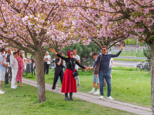 PW_470_007_fot. Piotr Wojnarowski.jpg-kwitnące wiśnie, aleja, kwiaty, instagram, al. Armii Krajowej