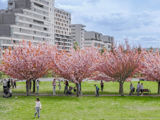 PW_470_008_fot. Piotr Wojnarowski.jpg-kwitnące wiśnie, aleja, kwiaty, instagram, al. Armii Krajowej