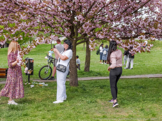 PW_470_009_fot. Piotr Wojnarowski.jpg-kwitnące wiśnie, aleja, kwiaty, instagram, al. Armii Krajowej