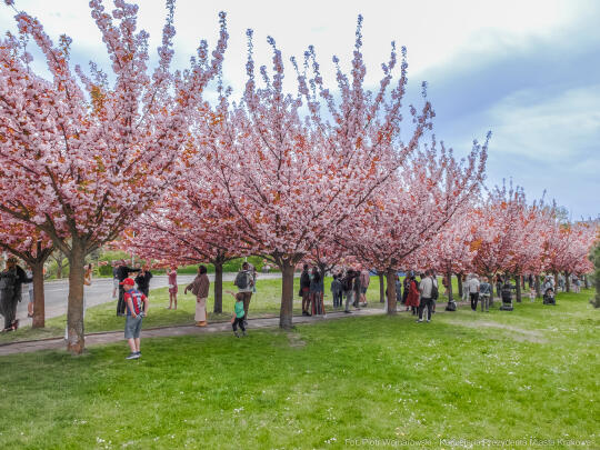 PW_470_010_fot. Piotr Wojnarowski.jpg-kwitnące wiśnie, aleja, kwiaty, instagram, al. Armii Krajowej