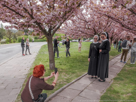 PW_470_011_fot. Piotr Wojnarowski.jpg-kwitnące wiśnie, aleja, kwiaty, instagram, al. Armii Krajowej