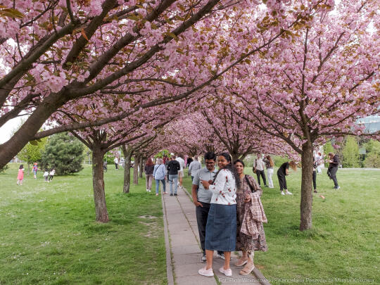 PW_470_012_fot. Piotr Wojnarowski.jpg-kwitnące wiśnie, aleja, kwiaty, instagram, al. Armii Krajowej