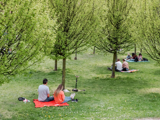 PW_470_013_fot. Piotr Wojnarowski.jpg-kwitnące wiśnie, aleja, kwiaty, instagram, al. Armii Krajowej