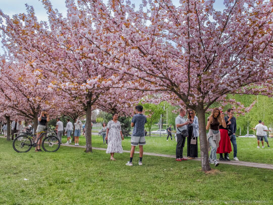 PW_470_014_fot. Piotr Wojnarowski.jpg-kwitnące wiśnie, aleja, kwiaty, instagram, al. Armii Krajowej