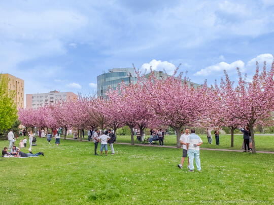 PW_470_015_fot. Piotr Wojnarowski.jpg-kwitnące wiśnie, aleja, kwiaty, instagram, al. Armii Krajowej