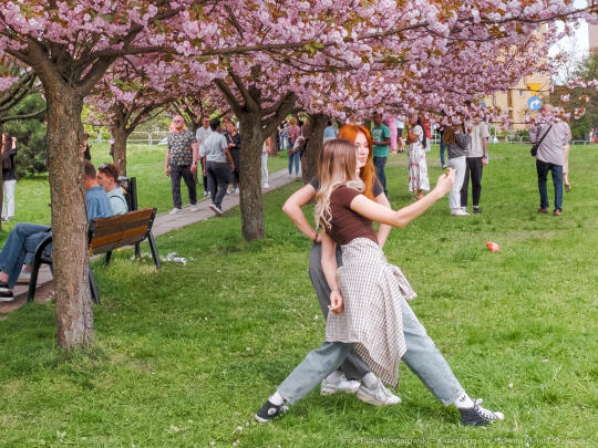 PW_470_016_fot. Piotr Wojnarowski.jpg-kwitnące wiśnie, aleja, kwiaty, instagram, al. Armii Krajowej