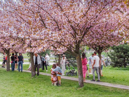 PW_470_017_fot. Piotr Wojnarowski.jpg-kwitnące wiśnie, aleja, kwiaty, instagram, al. Armii Krajowej