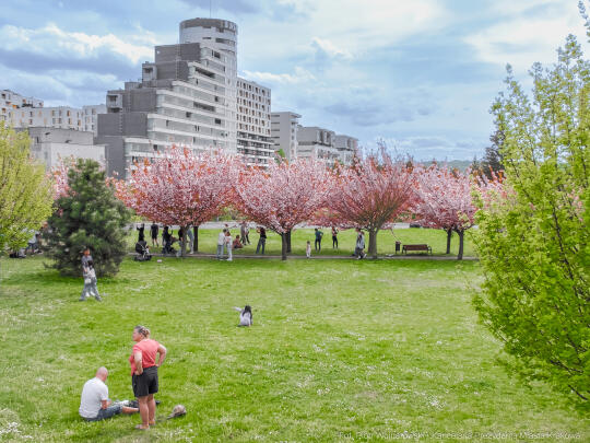 PW_470_018_fot. Piotr Wojnarowski.jpg-kwitnące wiśnie, aleja, kwiaty, instagram, al. Armii Krajowej