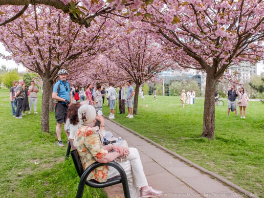 PW_470_019_fot. Piotr Wojnarowski.jpg-kwitnące wiśnie, aleja, kwiaty, instagram, al. Armii Krajowej