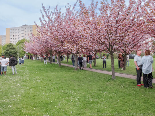 PW_470_020_fot. Piotr Wojnarowski.jpg-kwitnące wiśnie, aleja, kwiaty, instagram, al. Armii Krajowej