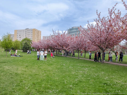 PW_470_021_fot. Piotr Wojnarowski.jpg-kwitnące wiśnie, aleja, kwiaty, instagram, al. Armii Krajowej