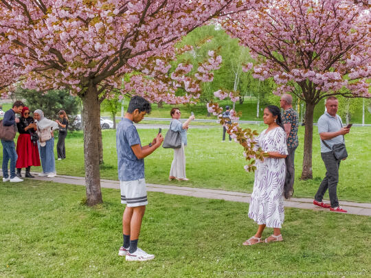 PW_470_022_fot. Piotr Wojnarowski.jpg-kwitnące wiśnie, aleja, kwiaty, instagram, al. Armii Krajowej