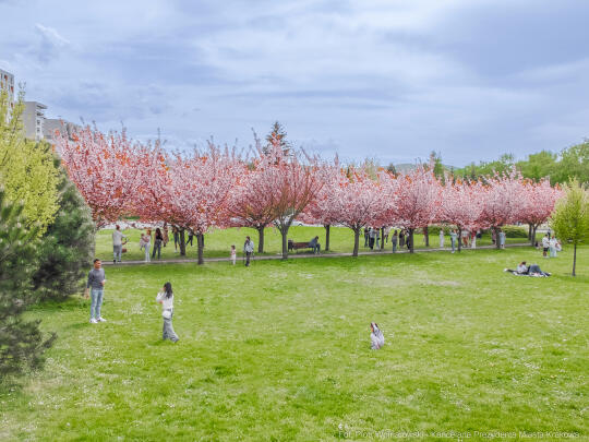 PW_470_023_fot. Piotr Wojnarowski.jpg-kwitnące wiśnie, aleja, kwiaty, instagram, al. Armii Krajowej