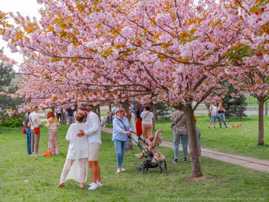 PW_470_024_fot. Piotr Wojnarowski.jpg-kwitnące wiśnie, aleja, kwiaty, instagram, al. Armii Krajowej