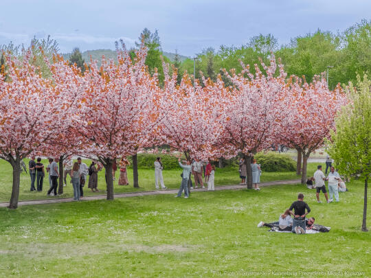 PW_470_025_fot. Piotr Wojnarowski.jpg-kwitnące wiśnie, aleja, kwiaty, instagram, al. Armii Krajowej