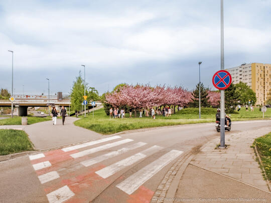 PW_470_026_fot. Piotr Wojnarowski.jpg-kwitnące wiśnie, aleja, kwiaty, instagram, al. Armii Krajowej