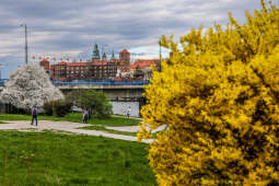 250401_6542.jpg-Forsycje, Wiosna, Wawel