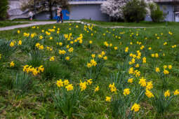 250401_6543.jpg-Forsycje, Wiosna, Wawel