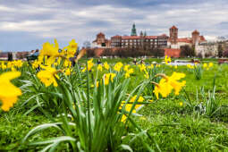 250401_6544.jpg-Forsycje, Wiosna, Wawel