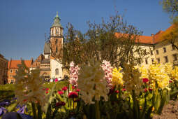 20250409-BSK_5070.jpg-Wiosna, Kwiaty