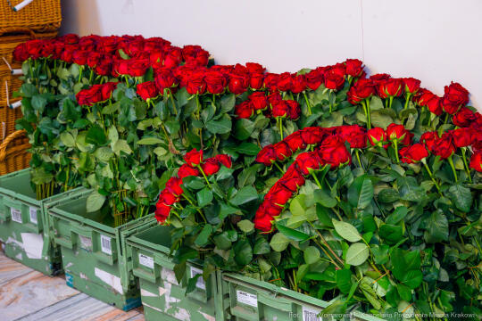 koncert, Mamo w sercu Cię kołyszę, Drabik, Miszalski, Klaman, matki, niepełnosprawni, NCK