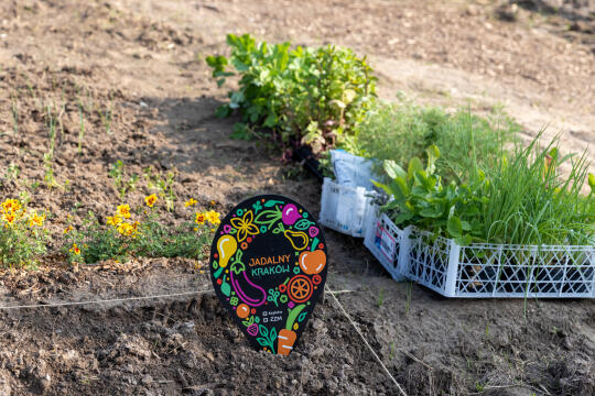 20250609-BSK_4456.jpg-Ogród, Miszalski,