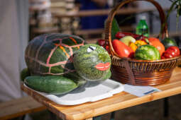 _MG_9155 — kopia — kopia.jpg