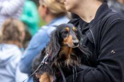 4U7U2qYw.jpeg-„Ja i mój Jamnik – duet doskonały”, czyli 27. Marsz Jamników