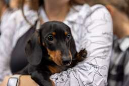 RJe78VhA.jpeg-„Ja i mój Jamnik – duet doskonały”, czyli 27. Marsz Jamników