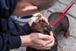 TGUx1IcA.jpeg-„Ja i mój Jamnik – duet doskonały”, czyli 27. Marsz Jamników