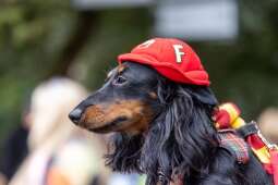 qeRTAN7Q.jpeg-„Ja i mój Jamnik – duet doskonały”, czyli 27. Marsz Jamników