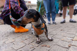 BSK_2904.jpg-Marsz Jamników, Miszalski