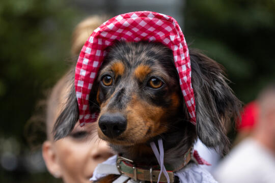 BSK_2943.jpg-Marsz Jamników, Miszalski