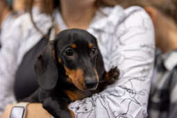 BSK_3070.jpg-Marsz Jamników, Miszalski