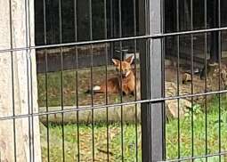 2mNTN_Fo.jpg-Seniorzy z Domu Helclów w krakowskim ZOO.