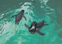 JBbynfVR.jpg-Seniorzy z Domu Helclów w krakowskim ZOO.