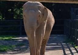 słon.jpeg-Seniorzy z Domu Helclów w krakowskim ZOO.