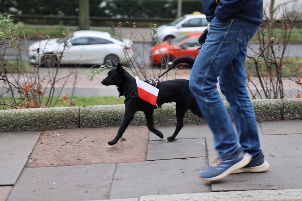 8L8A3474.jpg-11 listopada, Miszalski, Chamielec  Autor: B. Świerzowski