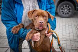 Zbiórka dla schroniska "Psia łapa, koci pazur 2025"