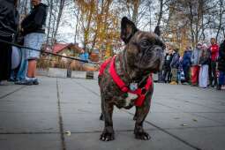 WhatsApp Image 2025-11-15 at 14.41.06.jpeg-Zbiórka dla schroniska "Psia łapa, koci pazur 2025"