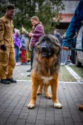 WhatsApp Image 2025-11-15 at 14.41.09.jpeg-Zbiórka dla schroniska "Psia łapa, koci pazur 2025"