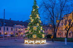 Karp dla Krakowian, Rynek Podgórski, Miszalski, Szczoczarz, zdjęcia