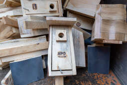 0S4A1129.jpg-Budki lęgowe na walentynki