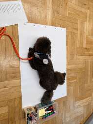 8.jpg-KOT gości psa