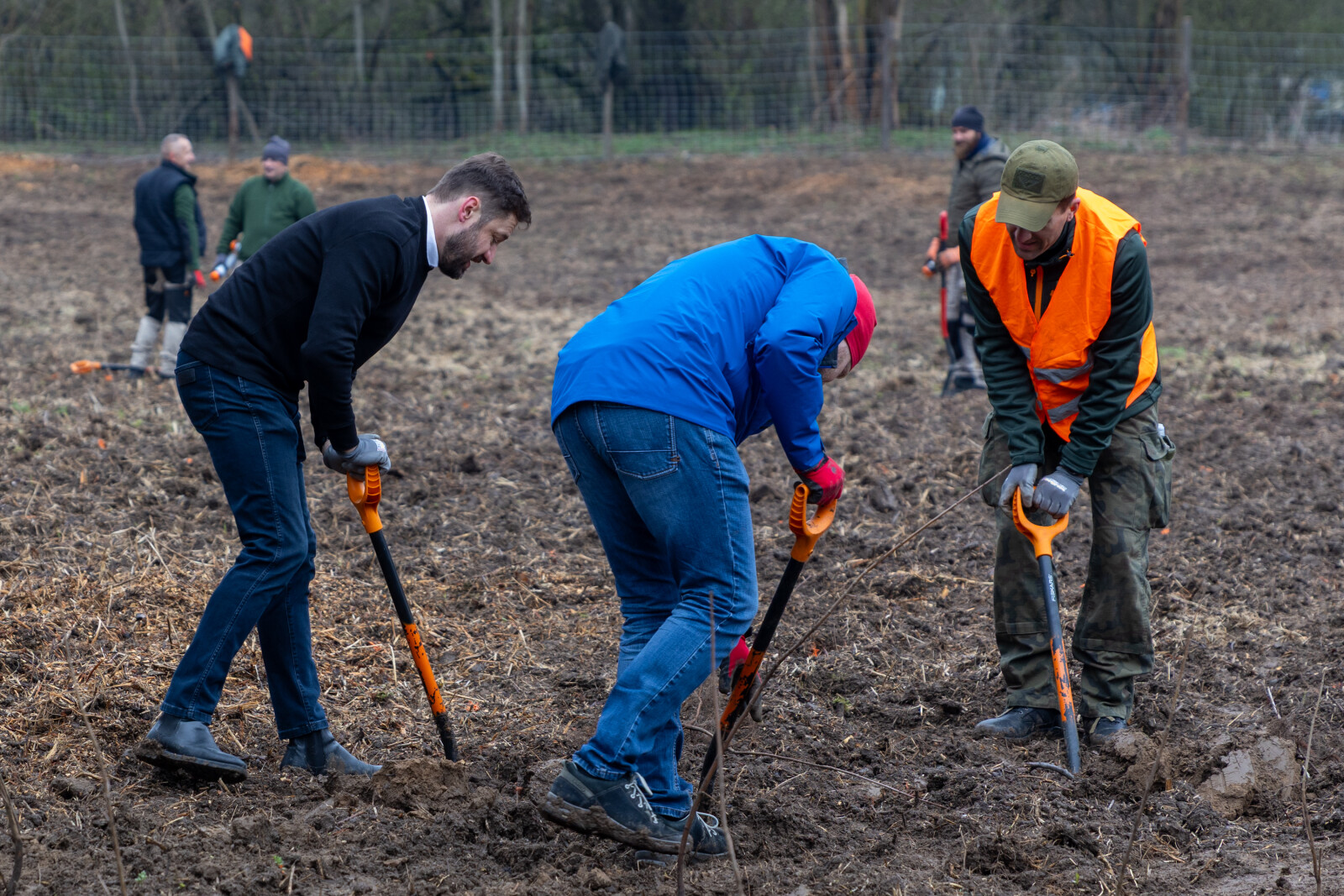 0S4A0036.jpg-Sadzenie Lasu, PMK, Miszalski, Zygmunta Starego  Autor: B. Świerzowski