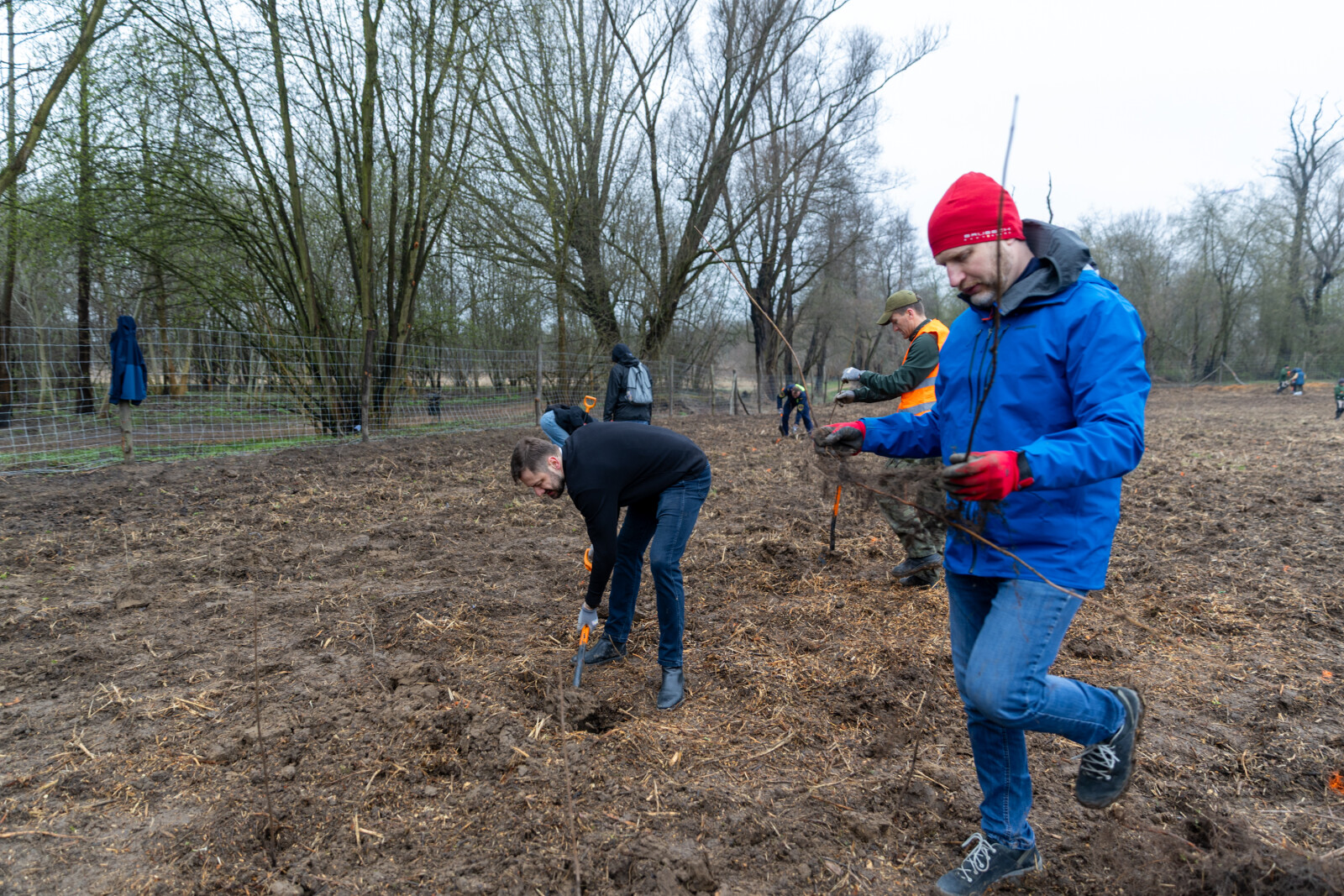 0S4A0103.jpg-Sadzenie Lasu, PMK, Miszalski, Zygmunta Starego  Autor: B. Świerzowski
