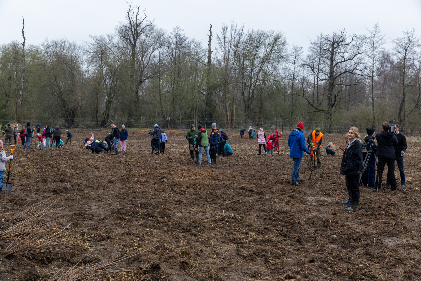 0S4A0137.jpg-Sadzenie Lasu, PMK, Miszalski, Zygmunta Starego  Autor: B. Świerzowski